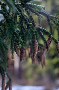 Fir tree and cones with snow and ice in the wild forest