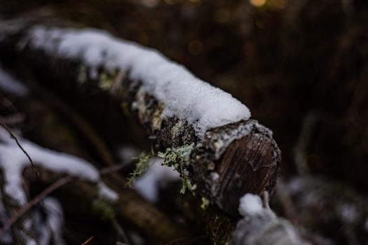 Tree trunk and branches covered with snow in winter time
