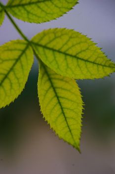 Close up of textured rose leaves in the sunlight