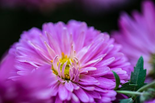 Close up of autumnal flowers blooming in the falltime garden