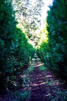 Thuja plant tunnel in the garden in autumnal sunny day