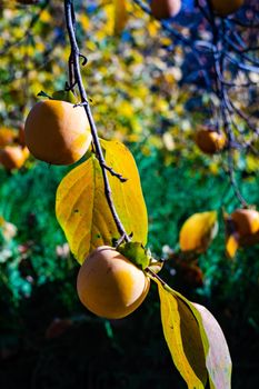 Ripe persimmon fruits in autumnal garden as afalltime card