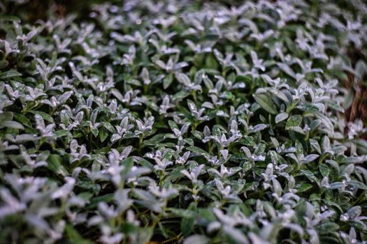 Close up of morning green plant with water in garden