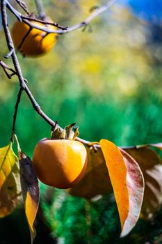 Ripe persimmon fruits in autumnal garden as afalltime card