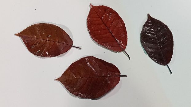 Dry fallen brown-red autumn apple tree leaf. A falling apple tree leaf isolated on a white background. Isolated apple leaf.