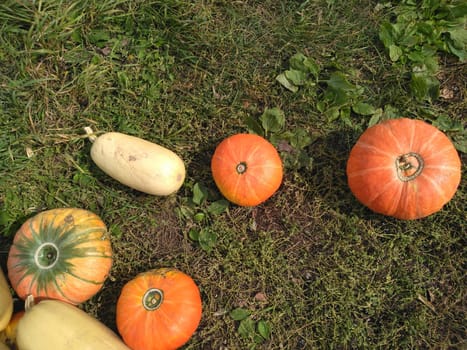 Pumpkins and zucchini. Beautiful autumn composition. Autumn still life of vegetables. Assorted vegetables for Halloween.