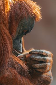 a orangutan mother cares for her baby