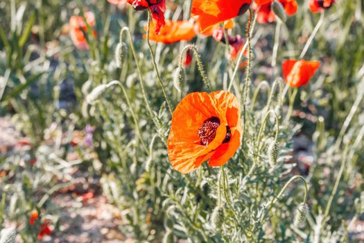 Large Field with red poppies and green grass at sunset. Beautiful field scarlet poppies flowers with selective focus. Red poppies in soft light. Glade of red poppies. Soft focus blur. Papaver sp