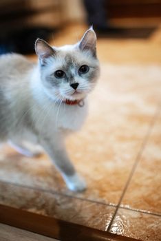 a gray cat of British or Scottish breed lies on the bed in the light from the window