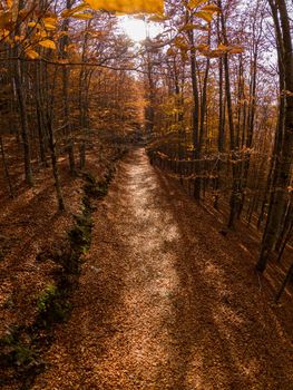 São Lourenço Beech Tree Forest, pathway leaves fall in ground landscape on autumnal background in November, Manteigas, Portugal.