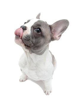 French bulldog puppy licks oneself isolated on the white background