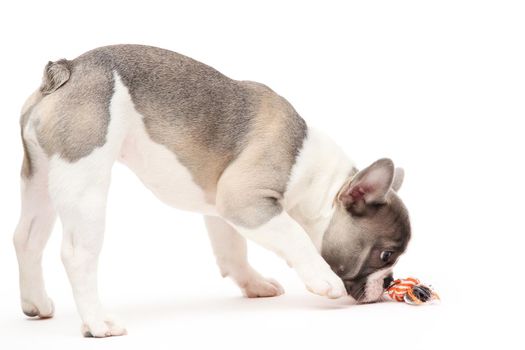 French bulldog puppy plays with toy isolated in the white background