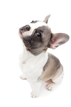 Cute french bulldog looks isolated on the white background