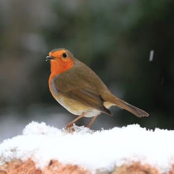 A robin red breast (erithacus rubecula) is pictured in mid winter snow in a domestic garden in northern England.