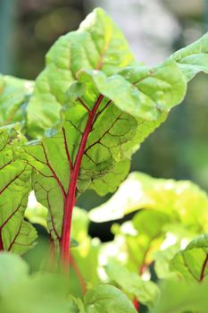 Close-up of red chard leaves on a terrace