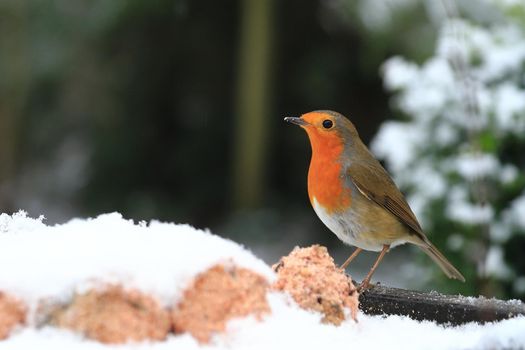 A robin red breast (erithacus rubecula) is pictured in mid winter snow in a domestic garden in northern England.