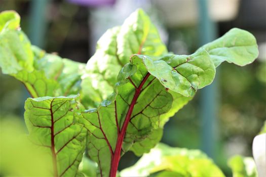 Close-up of red chard leaves on a terrace