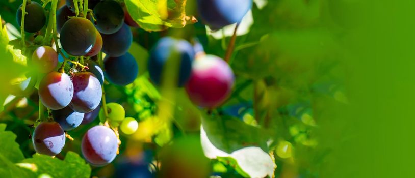 A branch of grape leaves against a clear blue sky. Copy space. . High quality photo