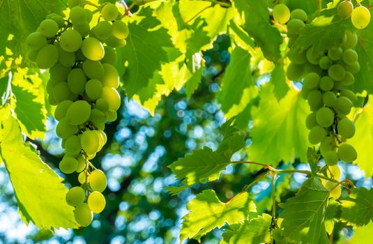 Ripe green grape in vineyard. Grapes green taste sweet growing natural. Green grape on the vine in garden. High quality photo