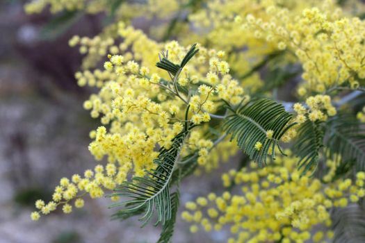 yellow small mimosa flowers blooming in spring