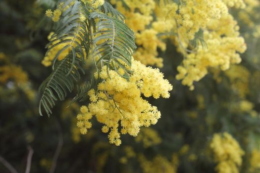 yellow small mimosa flowers blooming in spring