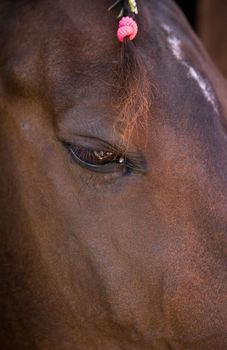 Beautiful horse at the stable. Beautiful brown ranch horse with braided mane. Big bodied ranch gelding. Horse from the ranch. Close up on the eye.