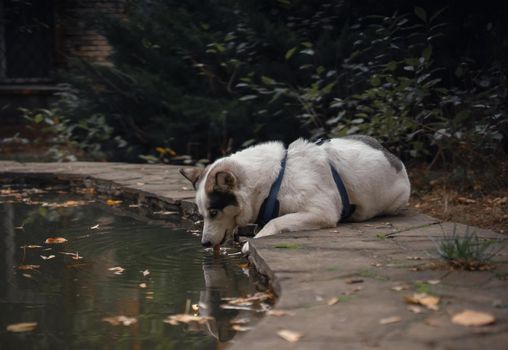 A white-colored dog in a dog-walking schleia drinks water in a fountain or pond against the background of falling yellow leaves.