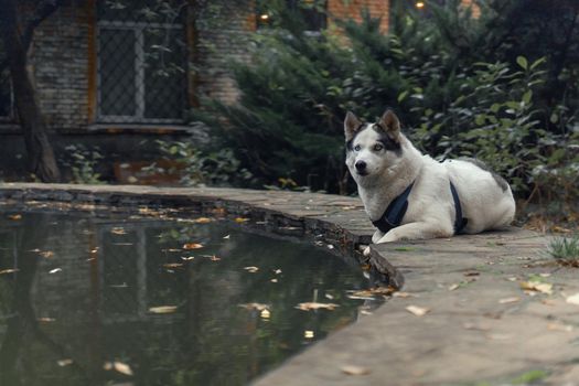 White with black ears Husky wearing walking schleia looks at camera while laying on fountain or pond against of falling yellow leaves on background.