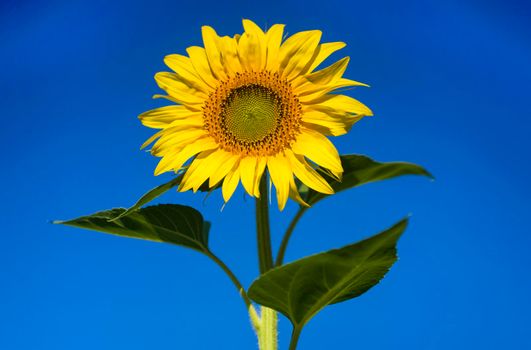 Bright yellow sunflower against the blue sky.