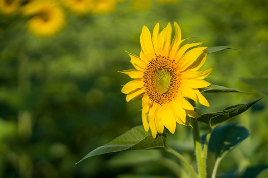 Beautiful sunflowers on a green summer field.