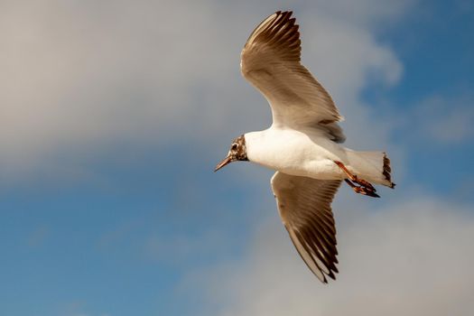 A lone seagull hovers in the air in search of food. High quality photo