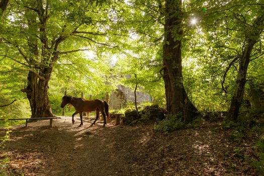 A lone horse grazes in the forest. Light breaks through the foliage of the trees
