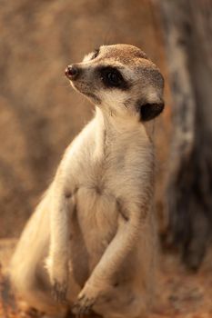 A family of meerkats fears an attack from air predators. High quality photo