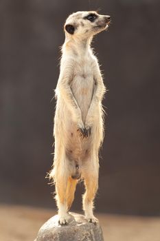 A family of meerkats fears an attack from air predators. High quality photo