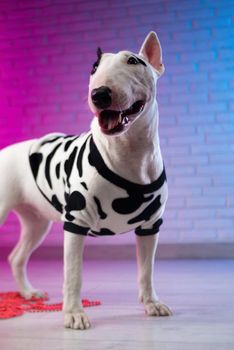 white bull terrier in spotted dog clothes against a brick wall in neon pink and blue tones