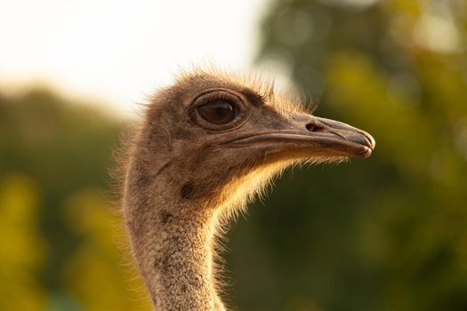 Close up portrait. Ostrich head. High quality photo