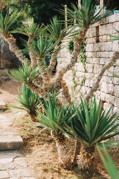 Small palm tree grows against a stone wall in the garden near the steps. High quality photo