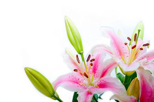 lily flowers corner frame over white background copyspace