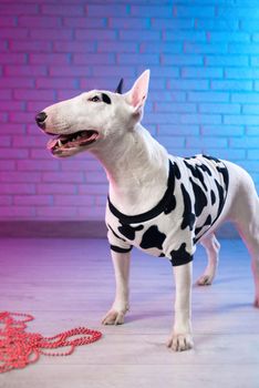 white bull terrier in spotted dog clothes against a brick wall in neon pink and blue tones