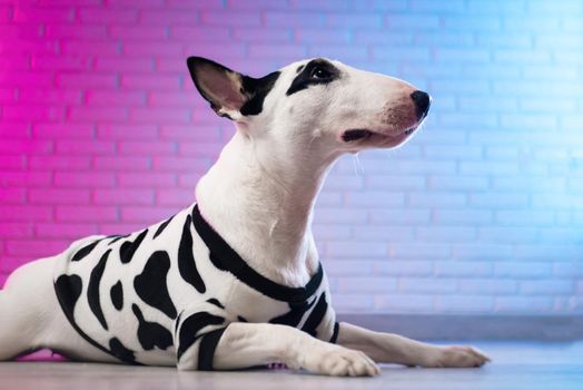 white bull terrier in spotted dog clothes against a brick wall in neon pink and blue tones