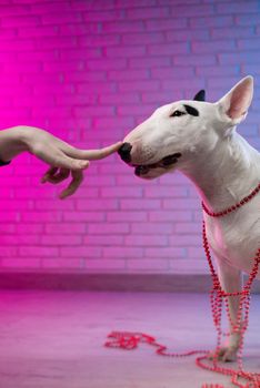 human hand touches the nose of a white bull terrier dog against a brick wall background in neon pink and blue tones