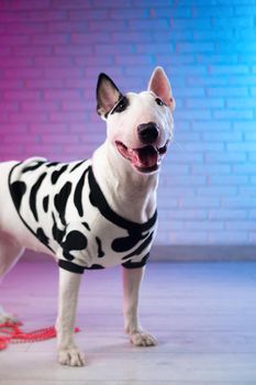 white bull terrier in spotted dog clothes against a brick wall in neon pink and blue tones