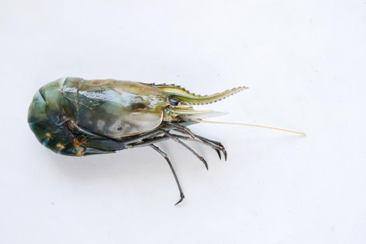 close up of raw king prawn on white background .