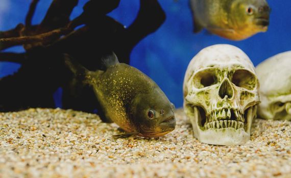 aquariums with fish in oceanarium, fish underwater