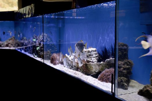 aquariums with fish in oceanarium, fish underwater