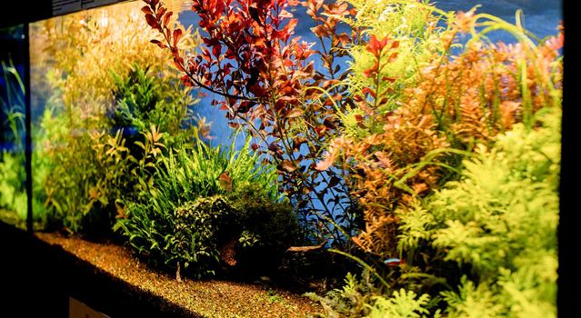 aquariums with fish in oceanarium, fish underwater