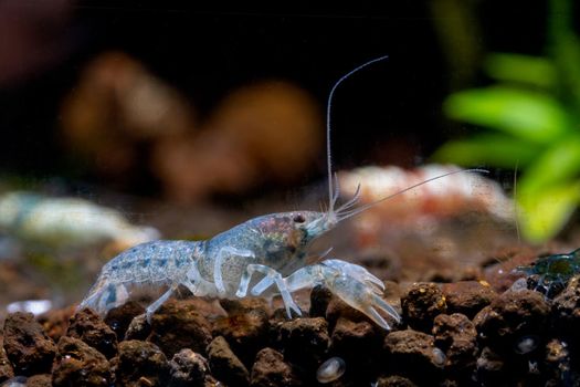 White blue dwarf crayfish shrimp walk along edge of aquarium tank and look for food in aquatic soil with other shrimps and green plant as background.