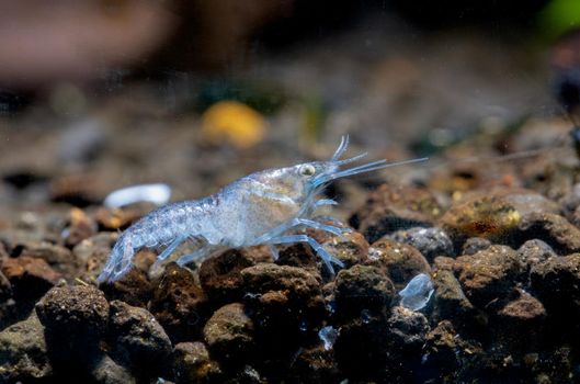 White and light blue dwarf crayfish shrimp stay on aquatic soil and walk to right side in freshwater aquarium tank.