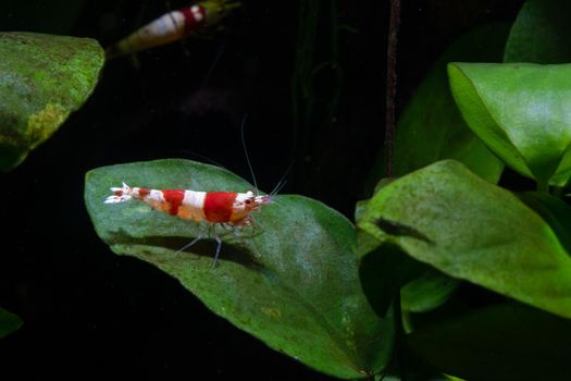 Red bee dwarf shrimp stay on green leaf alone and look to right side with dark background in fresh water aquarium tank.