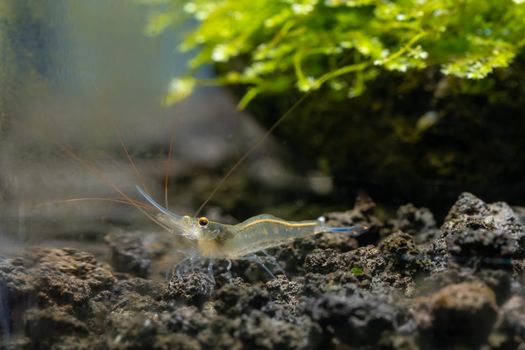 Sulawesi Blue Leg Poso shrimp look for food in lava stone near moss in fresh water aquarium tank.